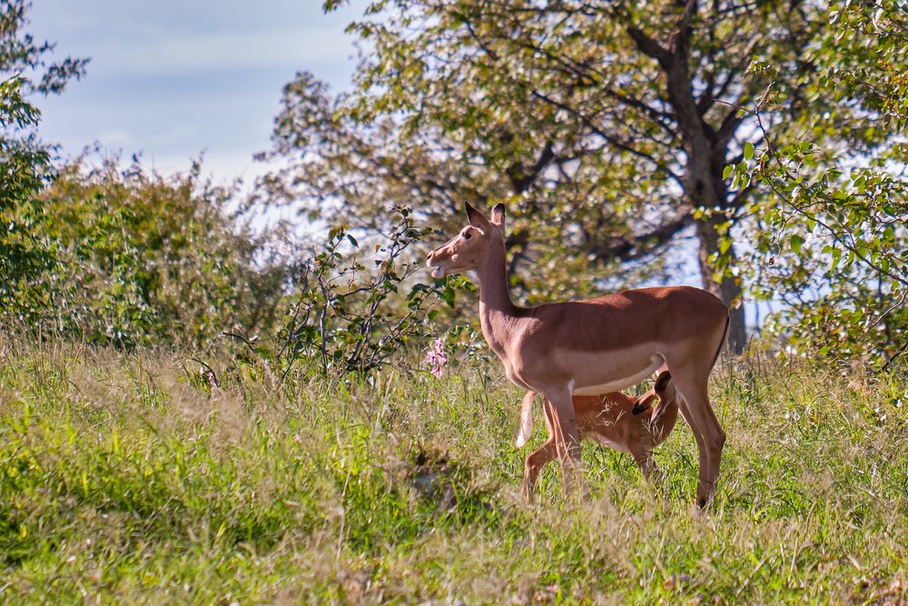 Impala-Mutter und Nachwuchs