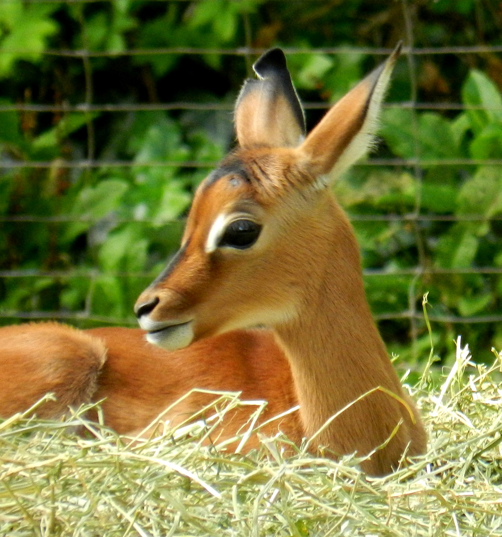 Impala - Nachwuchs