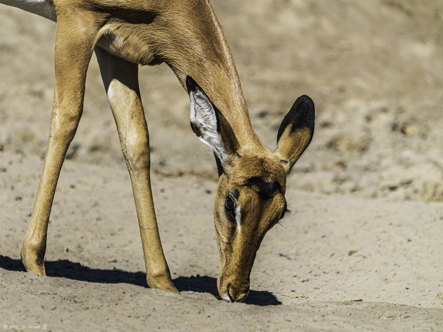 Impala, nah