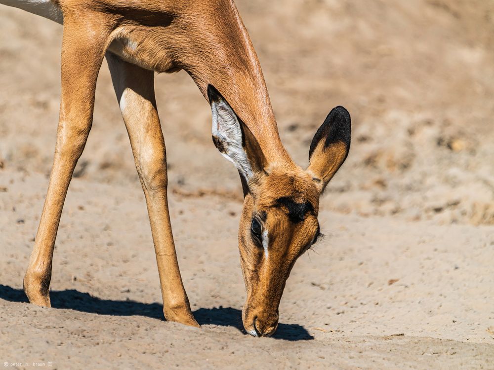 Impala, nah