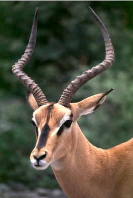 Impala - Porträt Etoscha