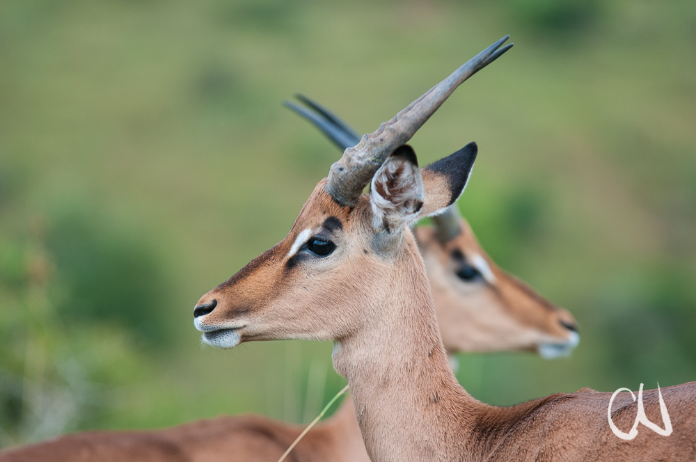 Impala-Portrait