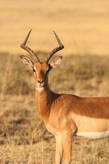 Impala Portrait Männchen 