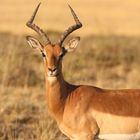 Impala Portrait Männchen 