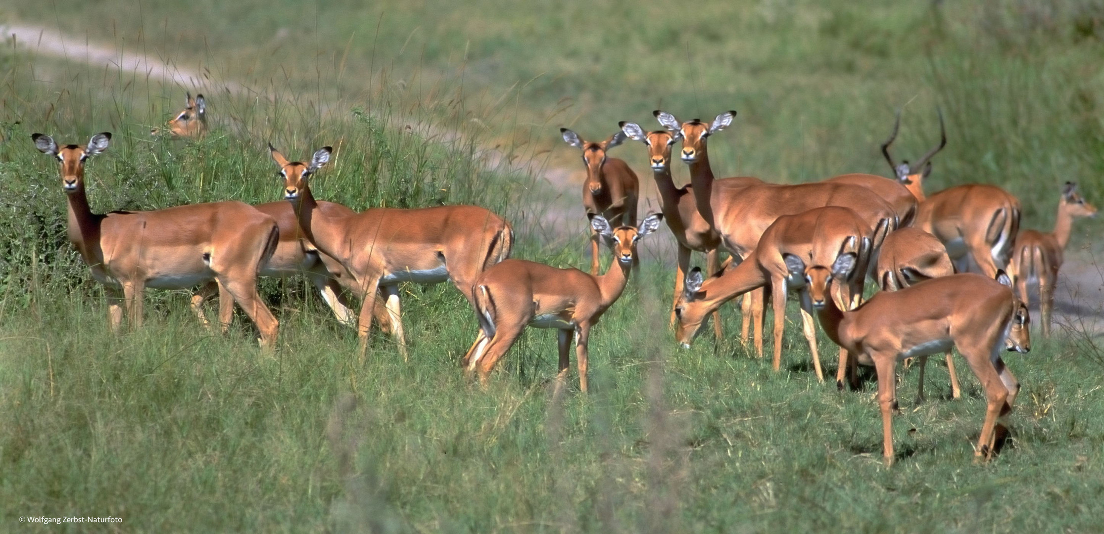 ". Impala Rudel in der  Serengeti  "