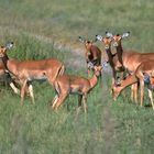 ". Impala Rudel in der  Serengeti  "