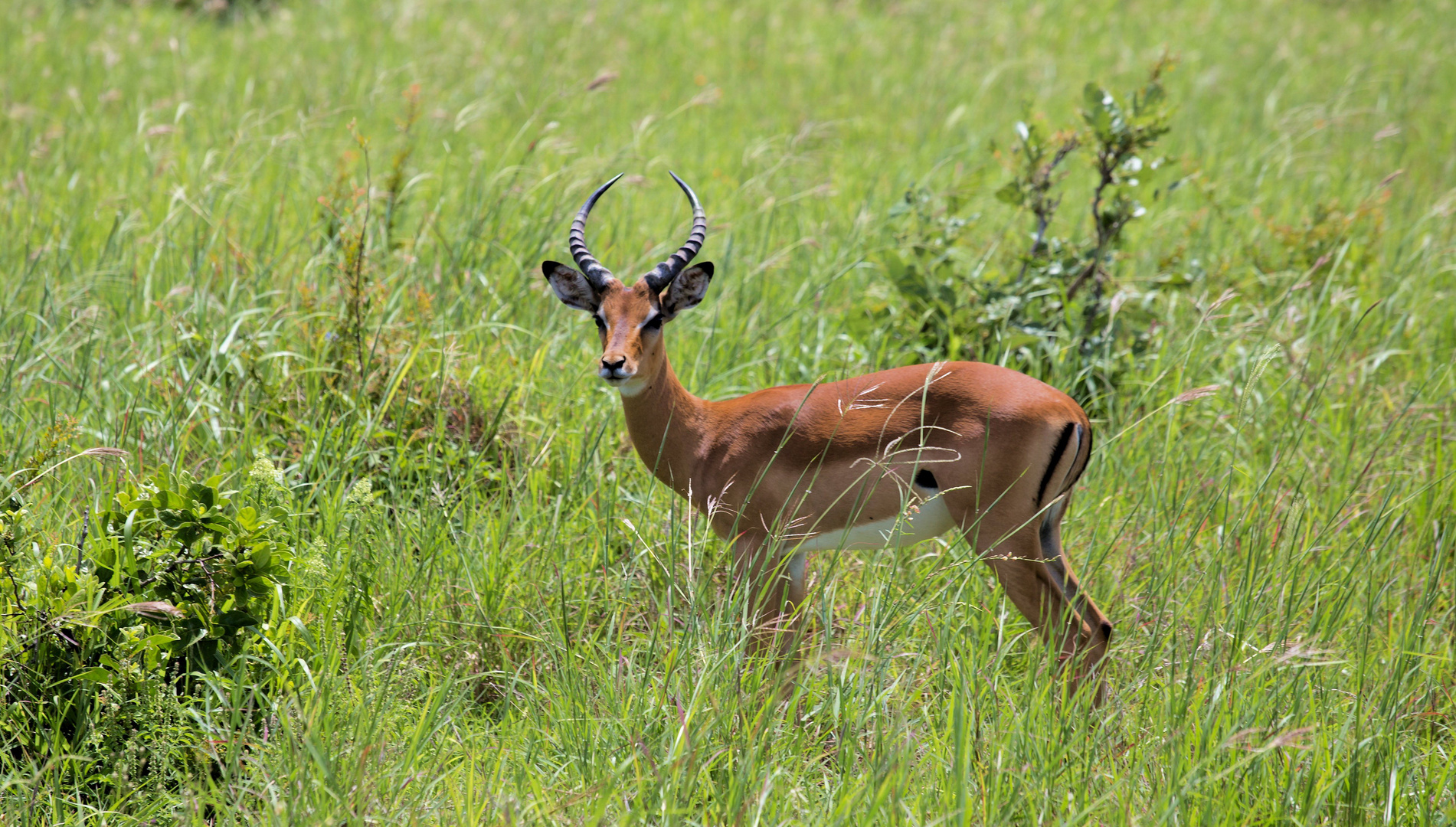 Impala - Schwarzfersenantilope