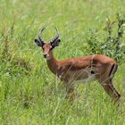 Impala - Schwarzfersenantilope