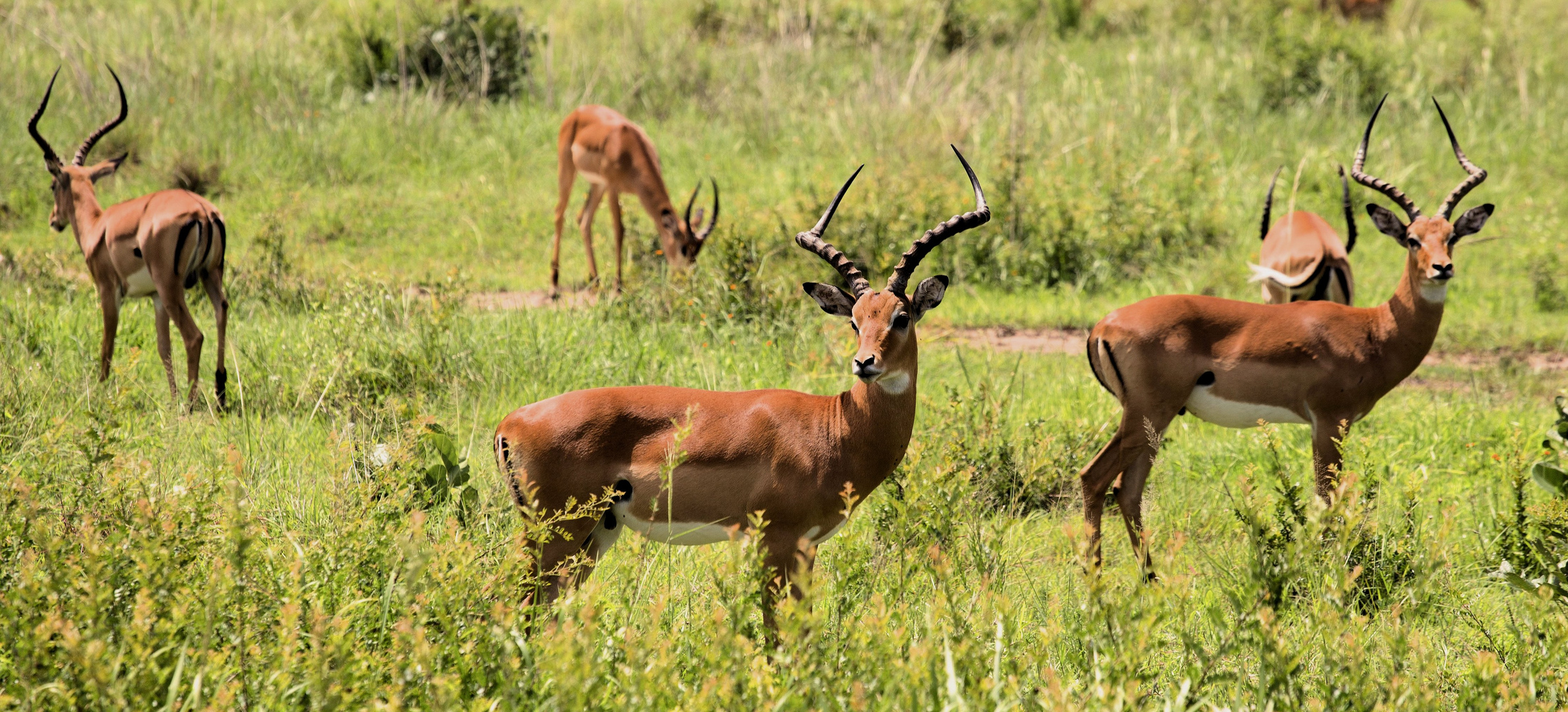 Impala Schwarzfersenantilopen