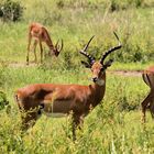 Impala Schwarzfersenantilopen