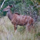 " Impala " Südafrika Safari * 6 *