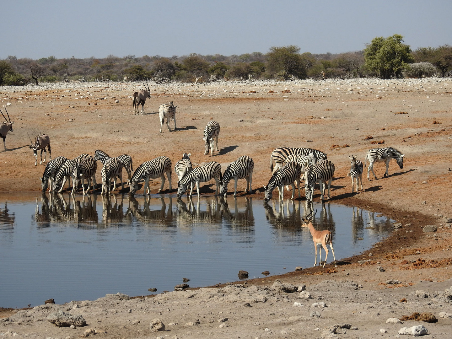 Impala überwacht die trinkenden Zebras