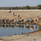 Impala überwacht die trinkenden Zebras