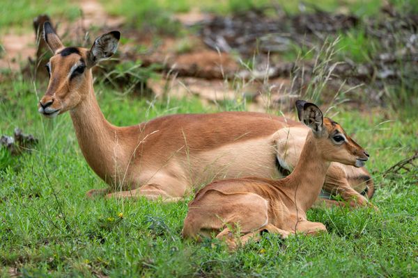 Impala und ihr Junges