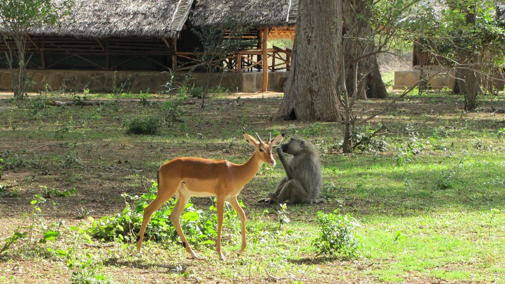 Impala und Pavian von Exbahner 