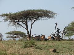 Impala unter einer Akazie