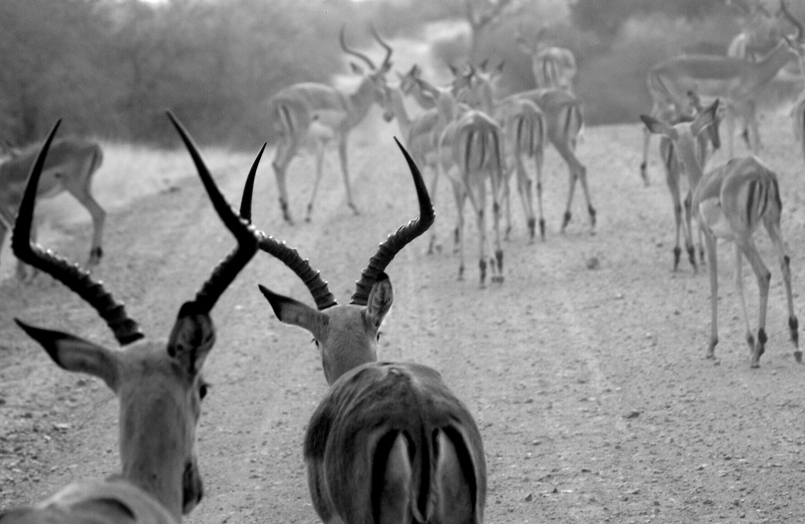 Impala walk