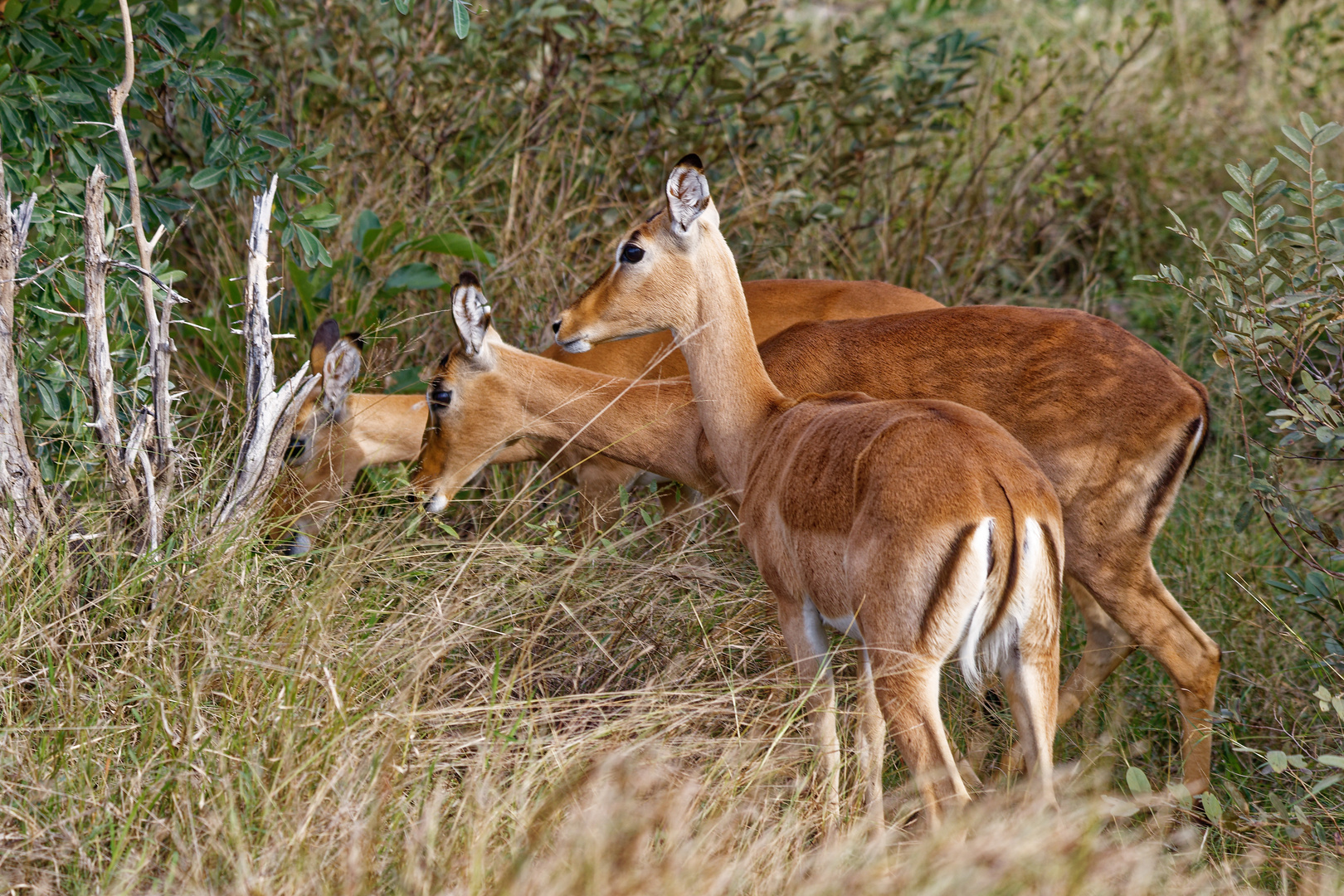 Impala Weibchen