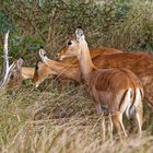 Impala Weibchen