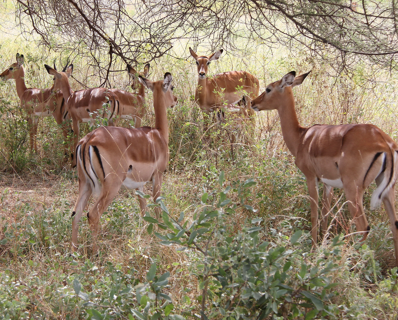 Impala - Weibchen - Bild 1