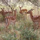 Impala - Weibchen - Bild 1