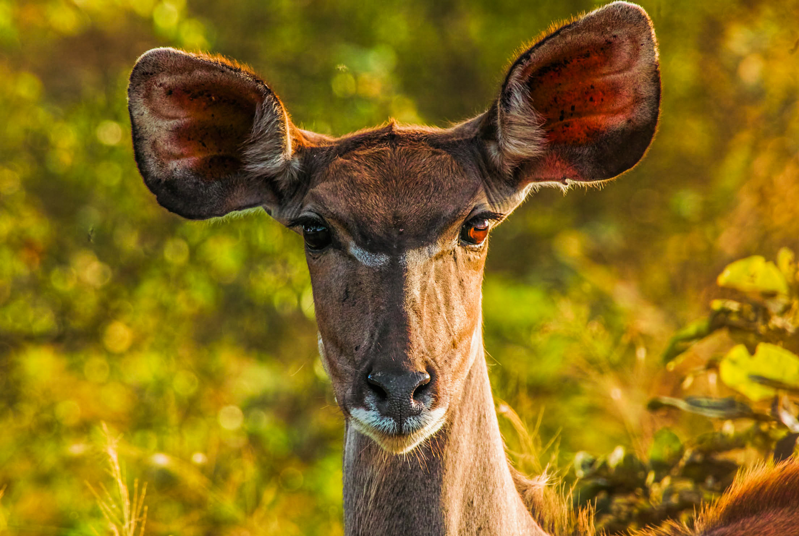 Impala- Weibchen