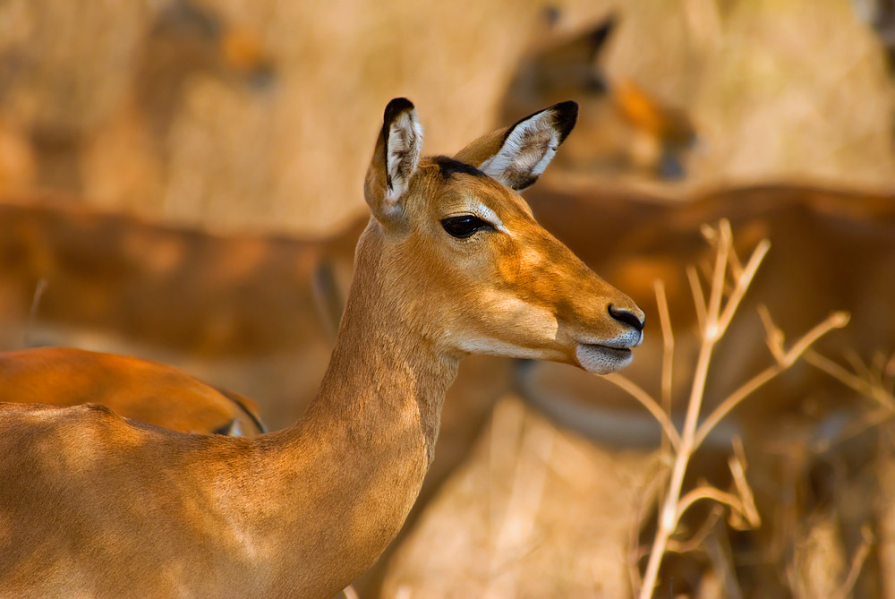 Impala Weibchen