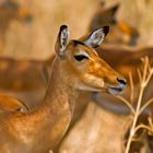 Impala Weibchen