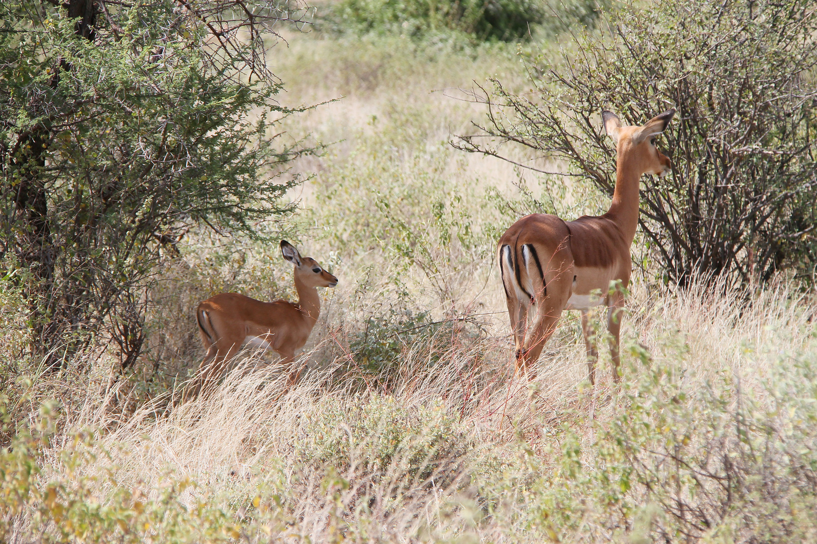 Impala - Weibchen mit Jungem - Bild 1