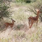 Impala - Weibchen mit Jungem - Bild 1