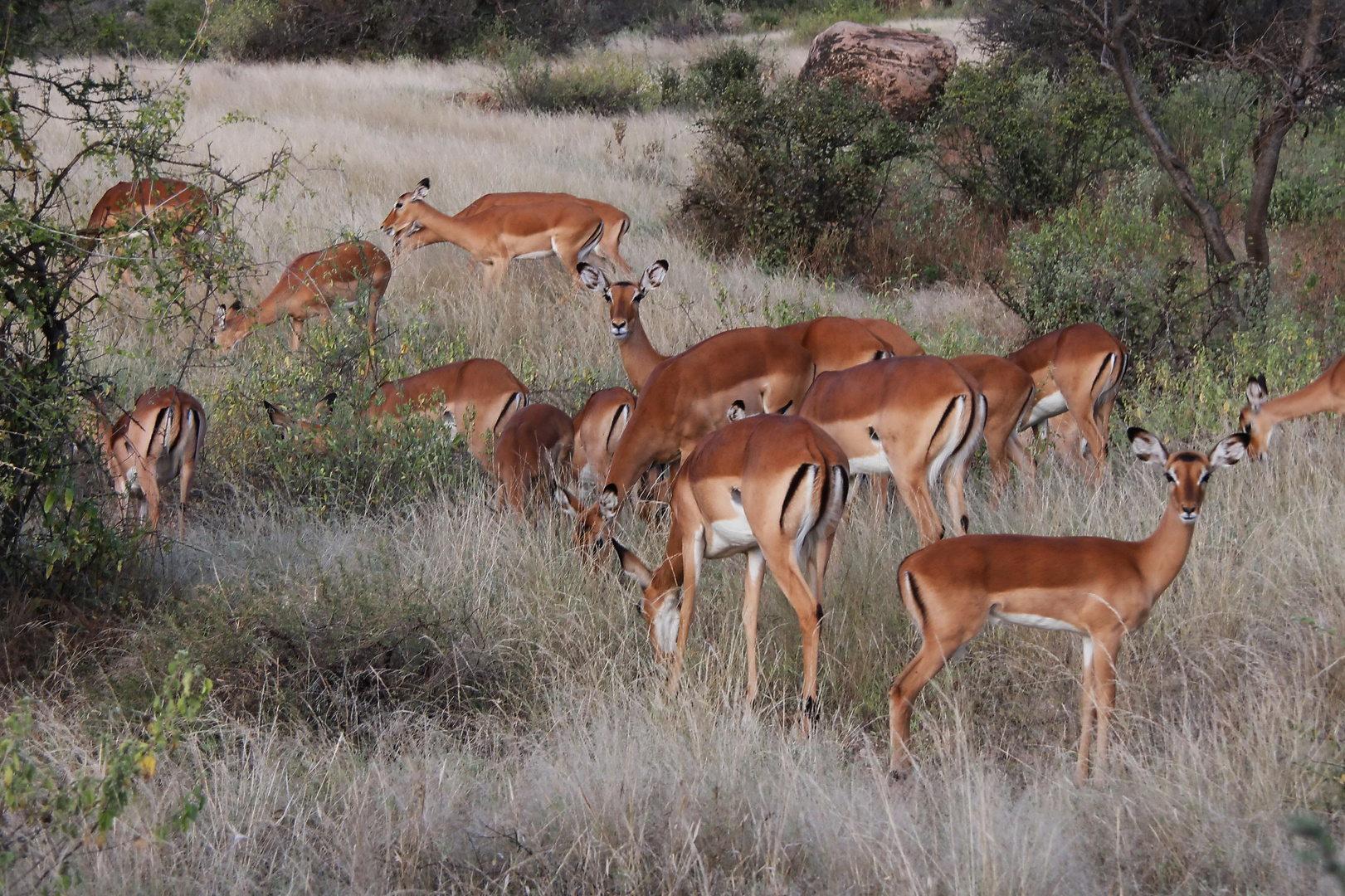 Impala - Weiberherde - Bild 1