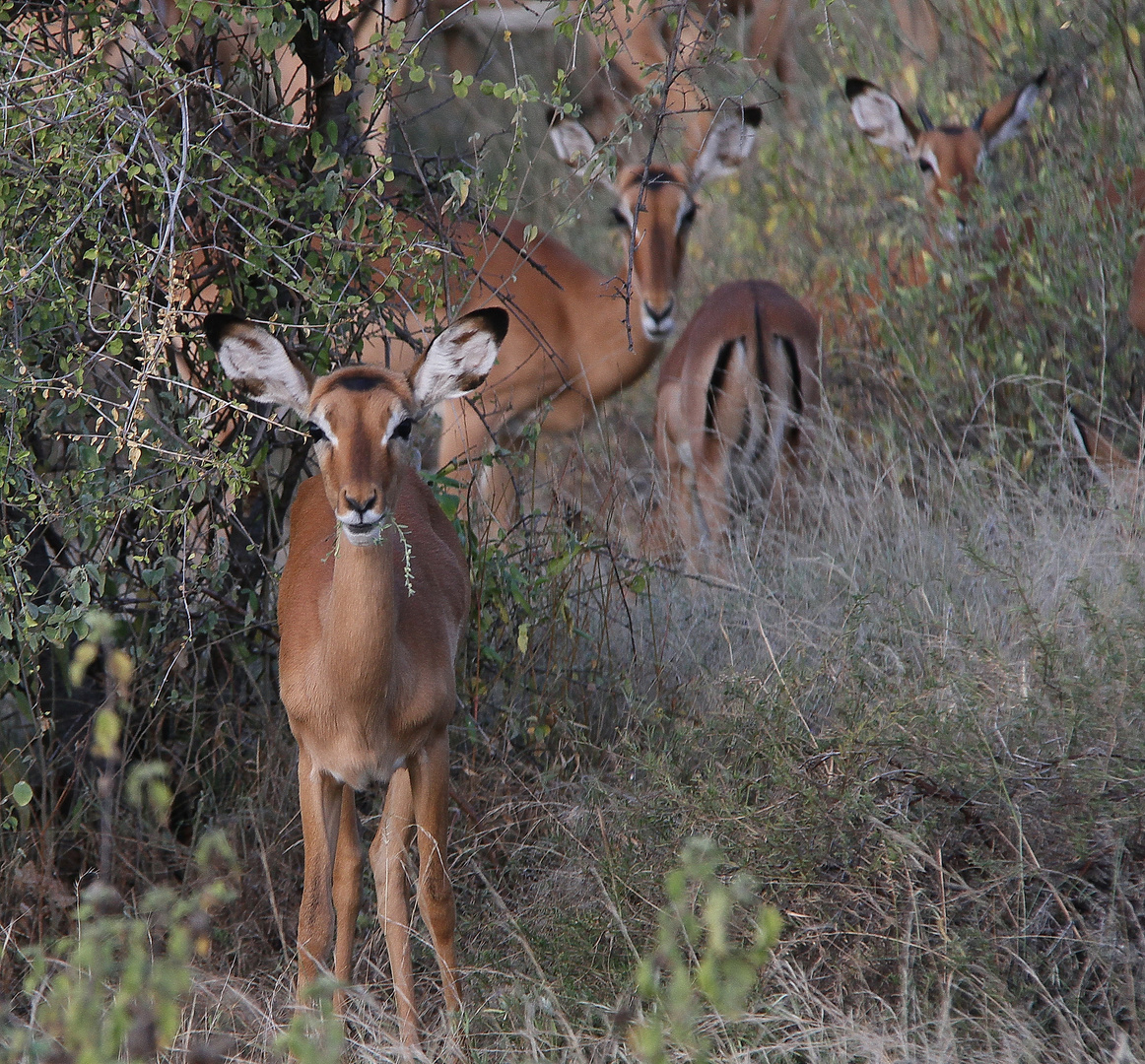 Impala - Weiberherde - Bild 2