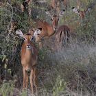 Impala - Weiberherde - Bild 2