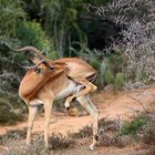 Impala Yoga