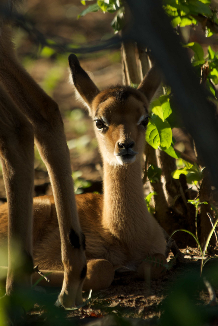 Impala young hiding