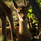 Impala young hiding