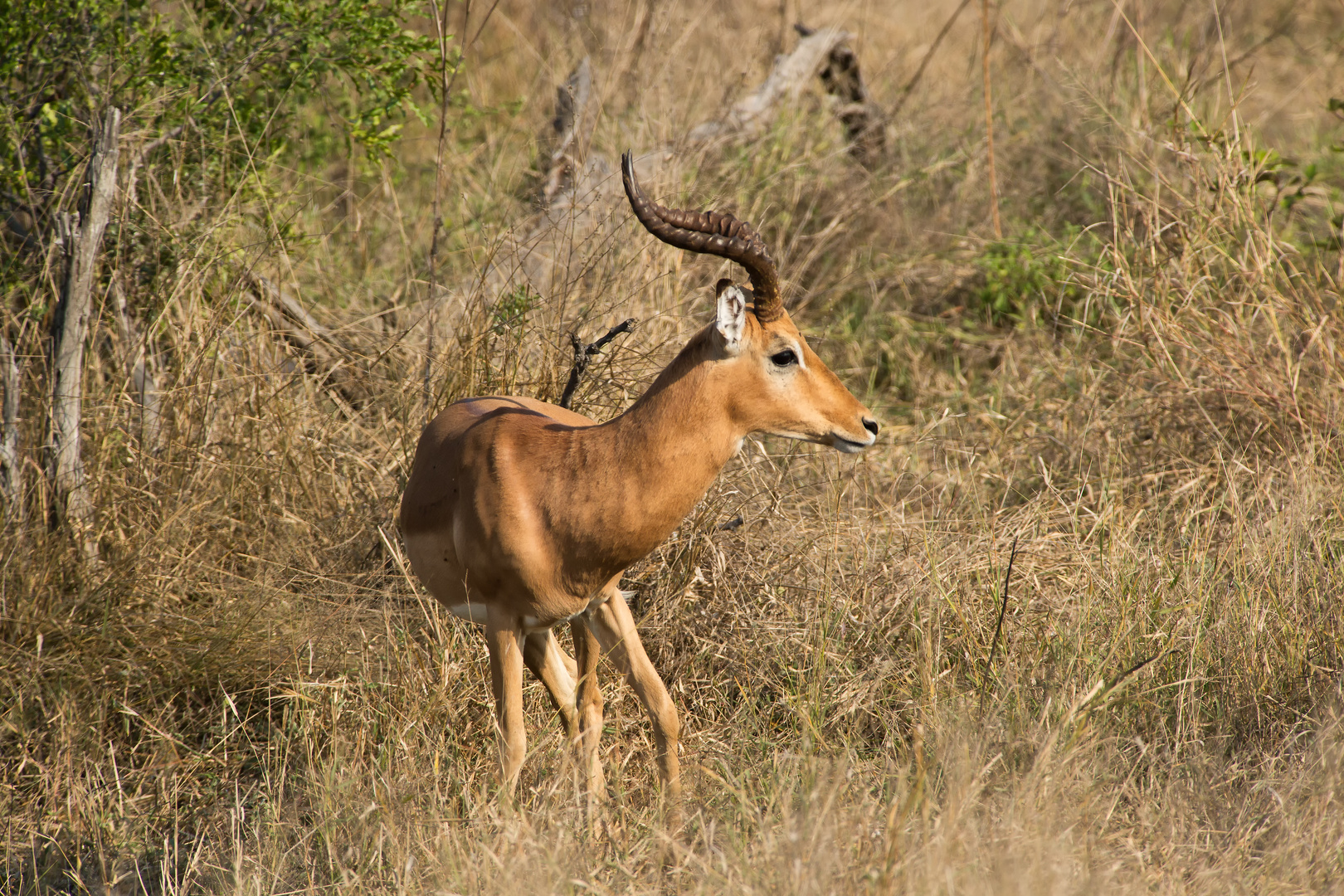 Impala_8019