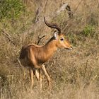 Impala_8019