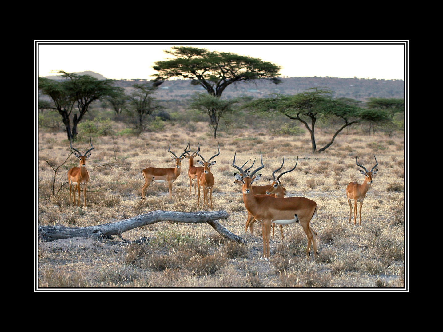 Impalaböcke in Samburu