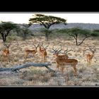 Impalaböcke in Samburu