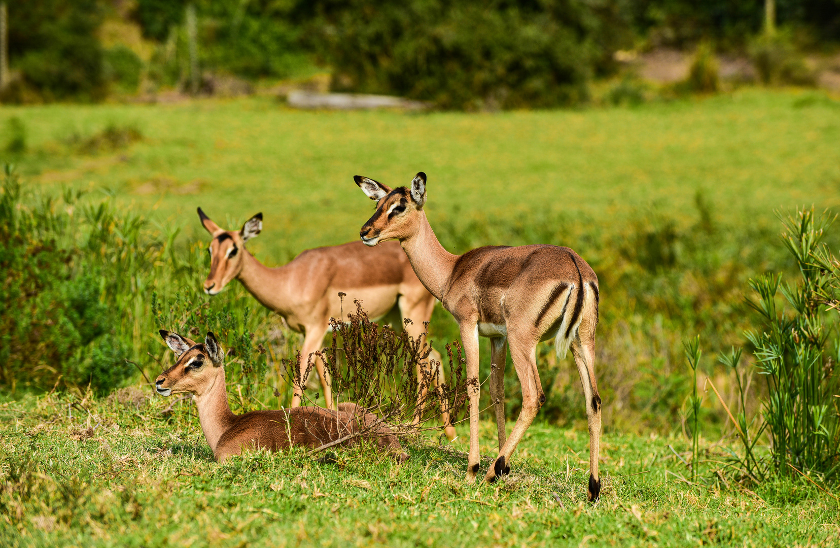 Impala............DSC_4517