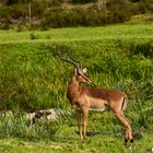 IMPALA::::::::::::::DSC_4519