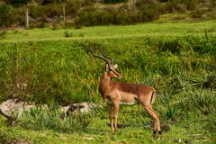 IMPALA::::::::::::::DSC_4519