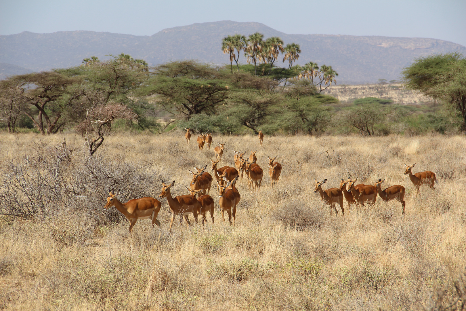 Impalafamilie unterwegs im Samburu Nationalpark