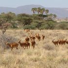 Impalafamilie unterwegs im Samburu Nationalpark