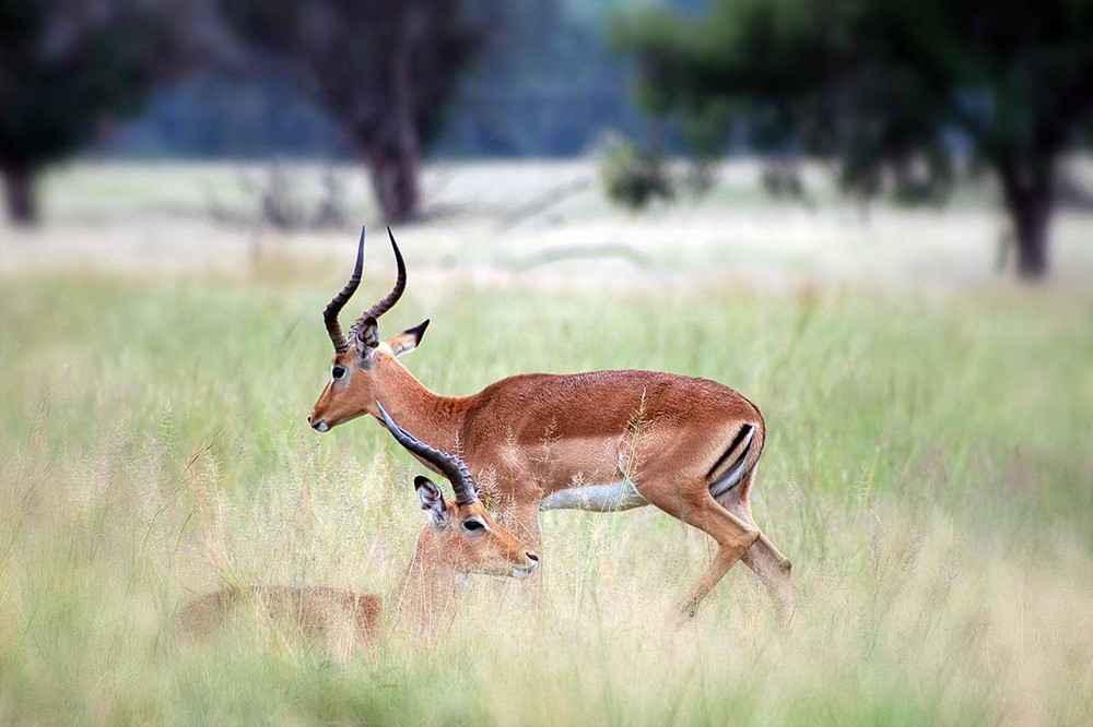 Impala,Krügersdorp,za