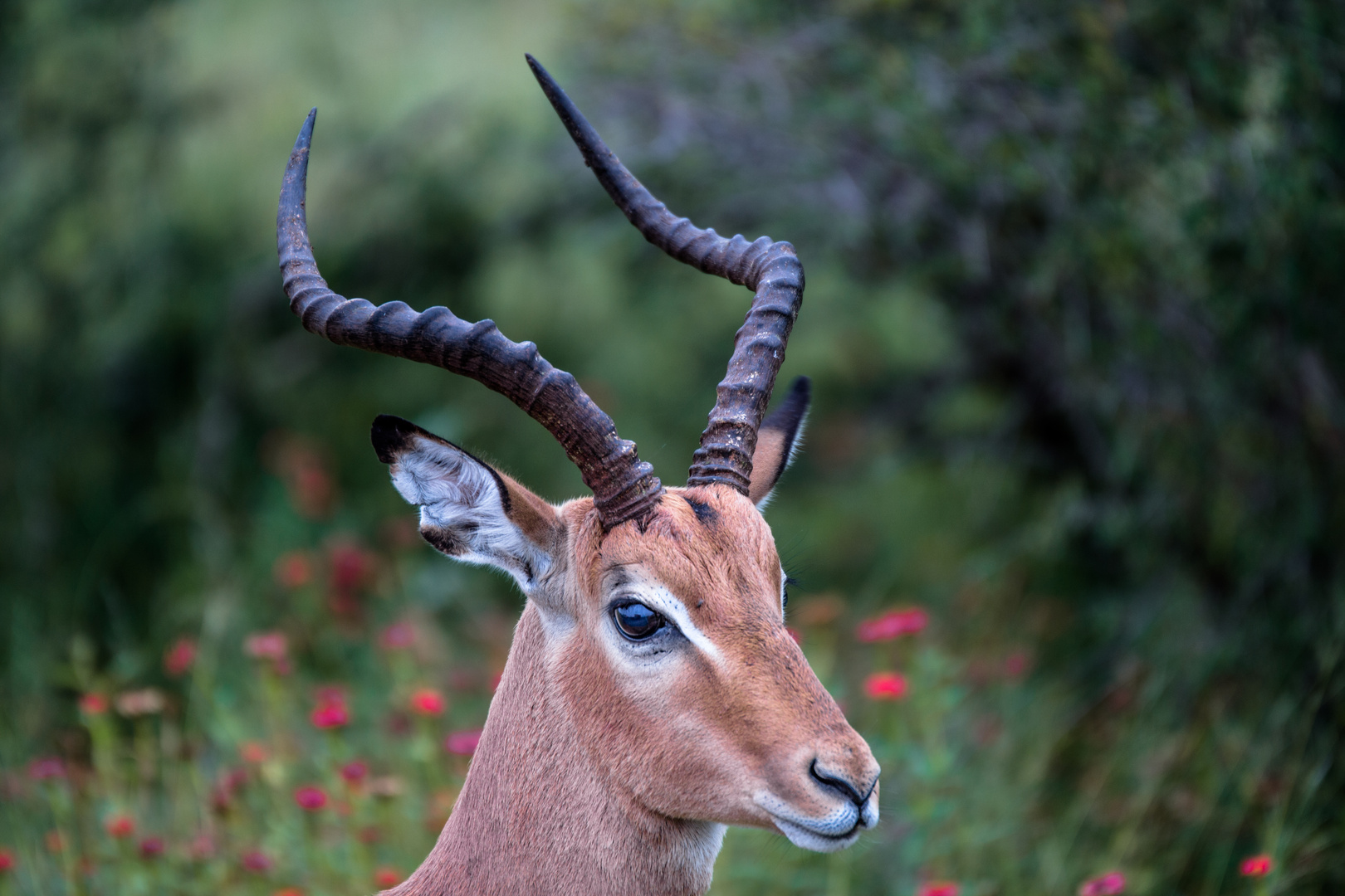 Impalaporträt im Krügernationalpark