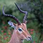 Impalaporträt im Krügernationalpark