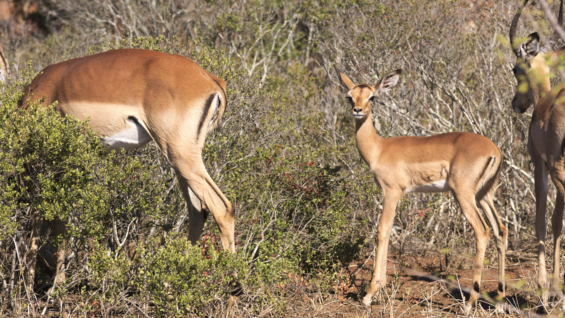 Impalas