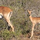 Impalas